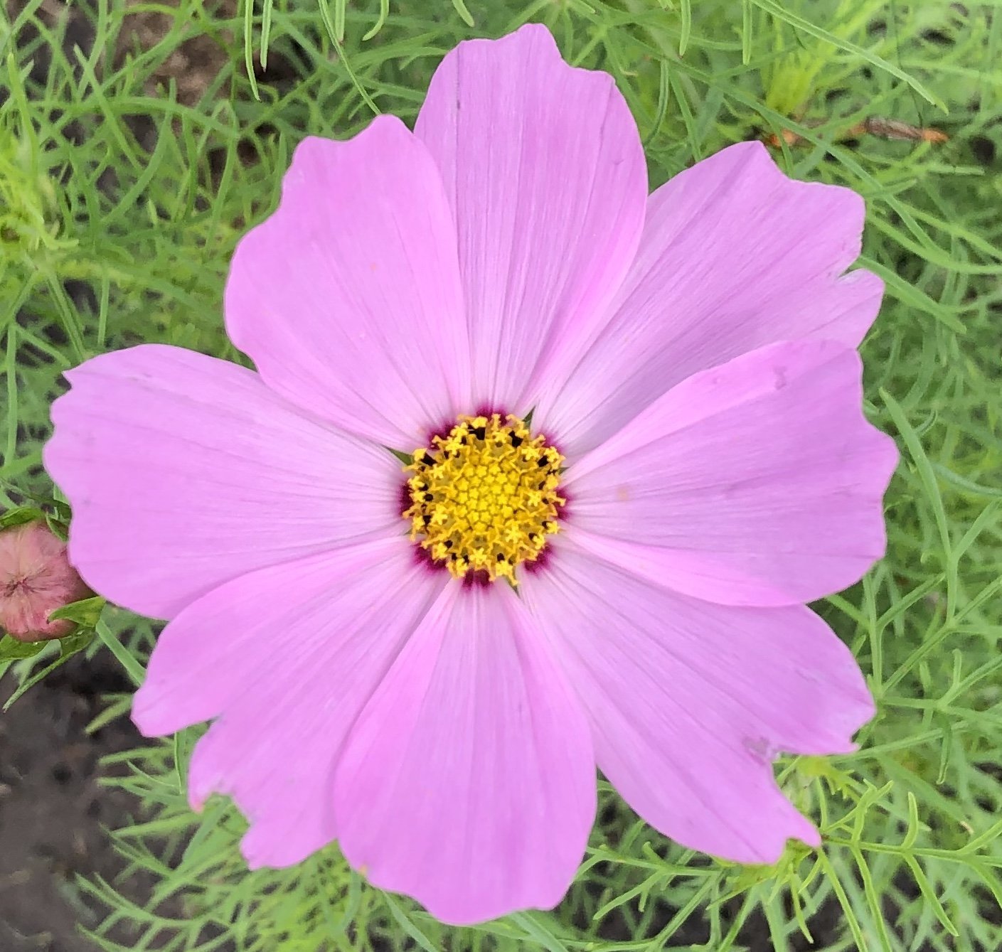 3 Interesting Facts about the Cosmo | Howell's Mercantile