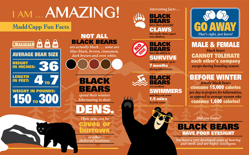 I Am Bear 550