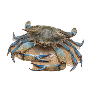 I Am Blue Crab 300