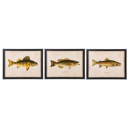 Framed Fish Wall Decor