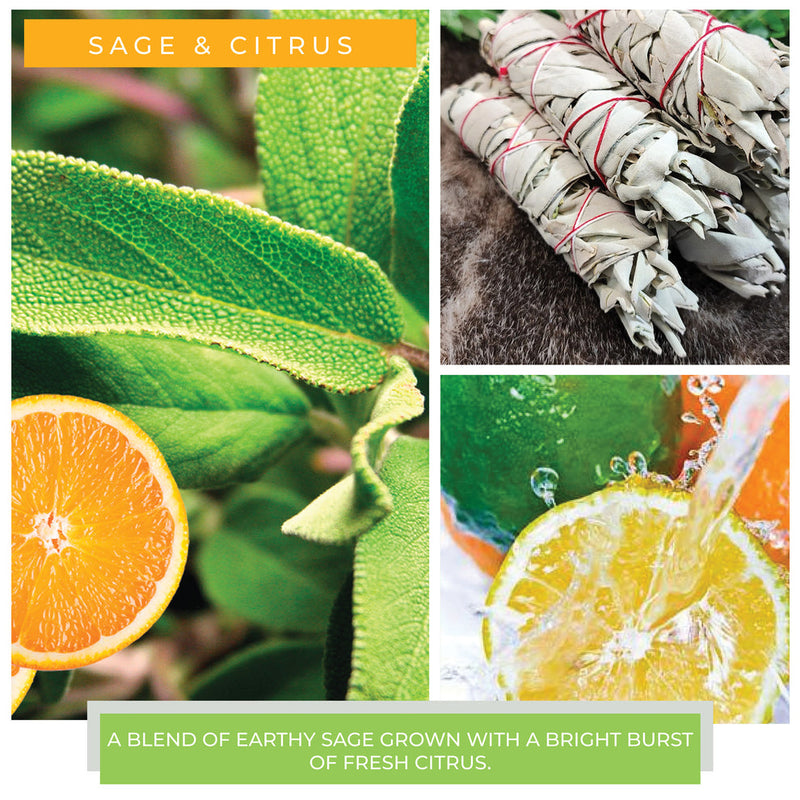 Sage & Citrus - 34 oz Papa Candle