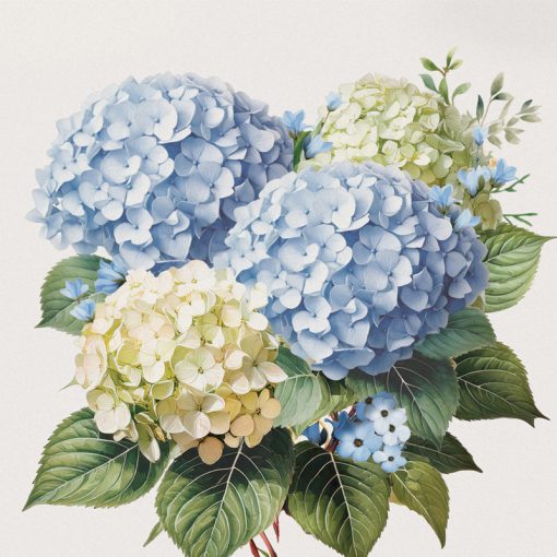 Hydrangeas Square House Coaster