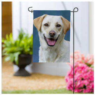 Pet Central Photo Dogs, Labrador Retriever Suede Garden Flag