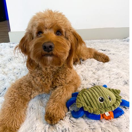 Animated Crab Toy