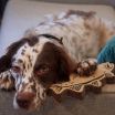 Natural Leather Trout Tug Dog Toy