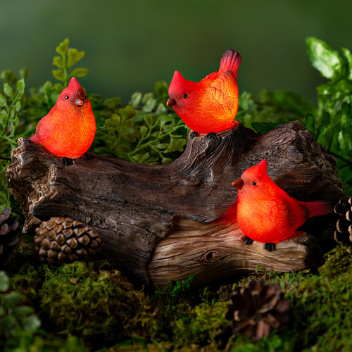 Solar Cardinal Family On Wooden Log, 5