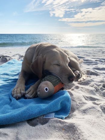 Plush Fish with Squeaker