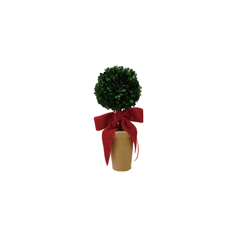 Dried Boxwood Tree in Terra-cotta Pot with Red Velvet Bow