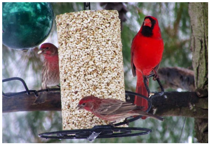 Mr. Bird Bugs Safflower Cylinder